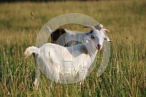 White brown goats grazing on green grass