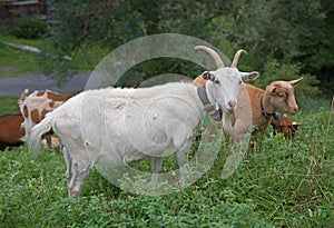 White and brown goats grazing in wild menta shrubs