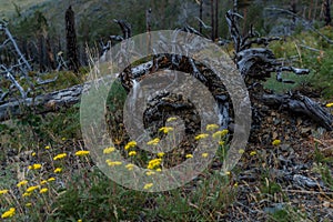 white brown gray dry patterned twisting tangled roots of old dead tree among yellow flowers and grass in forest of baikal