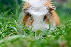 White brown guinea pig.