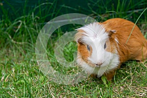 White brown guinea pig.