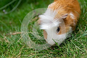 White brown guinea pig.