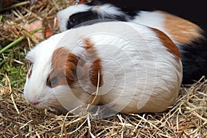 White and brown guinea pig - pet animal