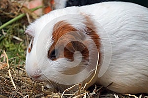 White and brown guinea pig - pet animal