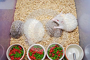 White and Brown Hedgehogs in Plastic Bucket [Atelerix frontalis]