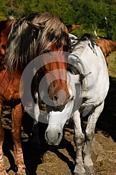 White and brown horse