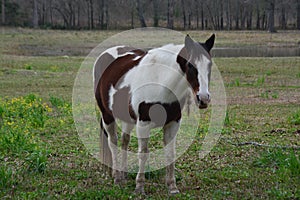 White and brown horse