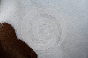 White and brown horse fur background