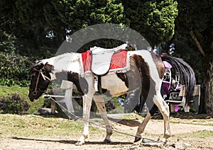 White and brown horse on garden