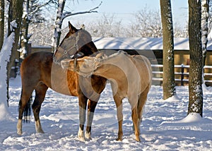 White and brown horse playing in the paddok