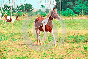 white and brown horse run gallop in autumn meadow,horse runs in a field,asian horse,Mongolian horses,focus on brown horse,