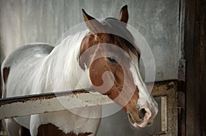 White and brown horse in the stable : Close up