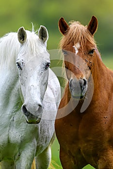 White and brown horse on summer field