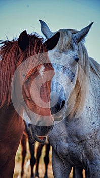 White and brown horses