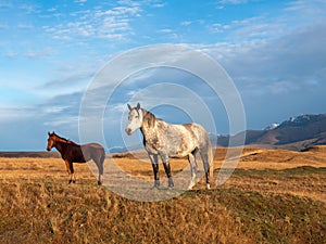 White and brown horses on the background of a mountain peak. Beautiful horses in an autumn meadow poses against the background of