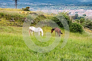 White and brown horses grazing in a green field, Catalonia, Spain