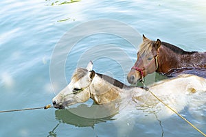 White and brown horses taking a bath in the water