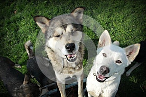 White and brown huskies