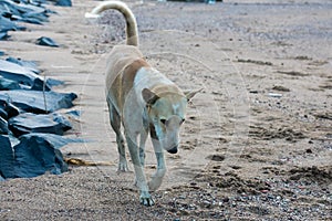 White and brown Indian Puppy, wild stray street dog mongrel walking at a pebble beach. Close up. Portrait. Animal Rescue And Care