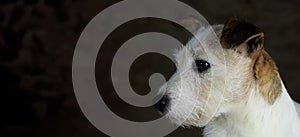 Head of white and brown Jack Russell dog with copy space photo