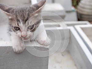 White-Brown Kitten Climbing from The Mortared Box