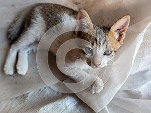 White-Brown Kitten Lying and Looking