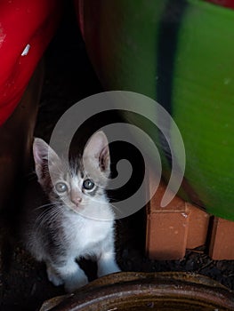 White-Brown Kitten Sitting and Staring