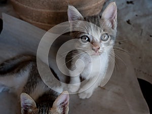 White-Brown Kitten Staring at The Camera