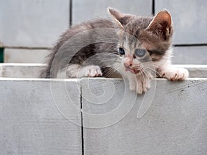 White-Brown Kitten Sticking out The Tongue and Lying