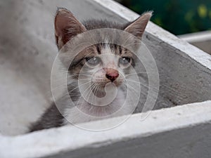 White-Brown Lonely Kitten Staring Something