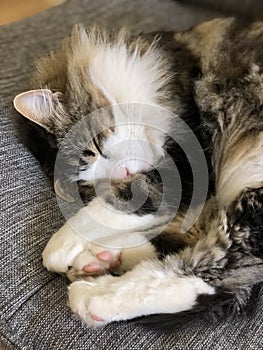 white and brown longhair tabby cat sleeping curled up on sofa
