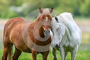 White and brown love horse on field