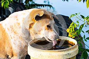 White brown male dog drinking water thirsty in a white plastic water tank side road