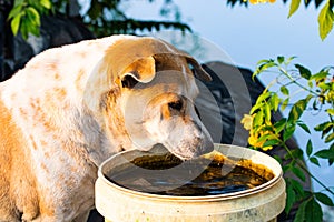 White brown male fat dog drinking water thirsty in a white plastic water tank side road.