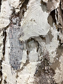 An white and brown mixed bark background