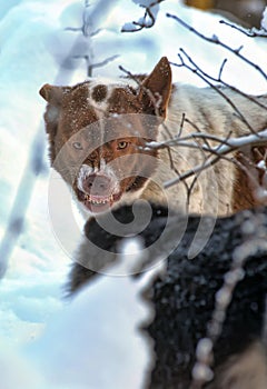 White and brown mongrel dog