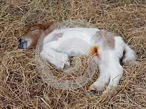 White and brown newborn foal of horse or pony sleeping over pile of hay with antibiotic medicine on its navel