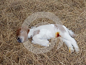 White and brown newborn foal of horse or pony sleeping over pile of hay with antibiotic medicine on its navel