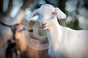 White and brown nubian goats
