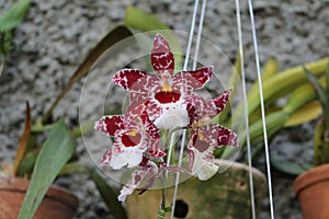 White and Brown Orchid Brazil