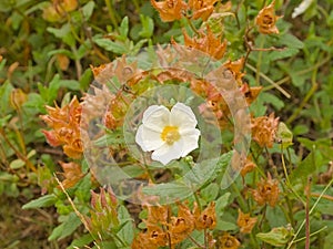 White and brown overblown flowers of a rock rose