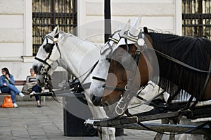 White-brown pair of horses in harness, vintage style. Old horse-drawn carriage riding on city street at Hofburg palace in Vienna,