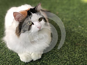 White-brown persian cat purebred looking at her owner, laying on artificial turf with fluffy hairy fur skin kitten, yellow bright