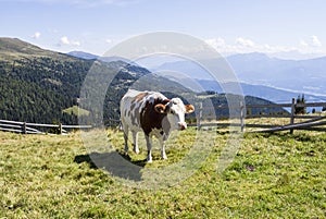 White, brown piebald cow on an Austrian Alp in summer time.