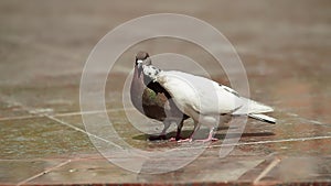 White and brown pigeons kiss their beaks on a sunny summer day in Marble square