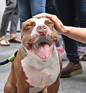 White-brown pitbull dog is absolutely and extremely happy while people pet his head gently with love.