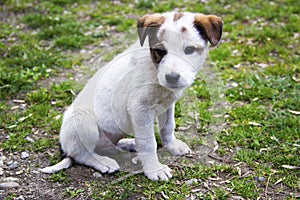 White and brown puppy