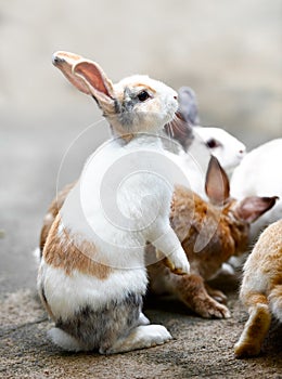 White brown rabbit