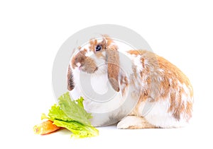 White and brown rabbit nearly stay to carrot and green vegetable on white background