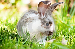 White and brown rabbit sitting in grass, smiling at camera